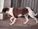 Colin 4 (1)