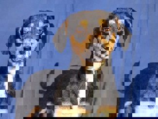 Ozzy 1