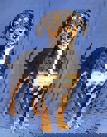 Ozzy 1