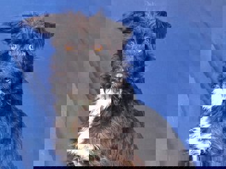Brian 1
