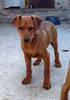 Mollie 2