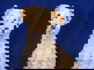 Bernie 1 (1)