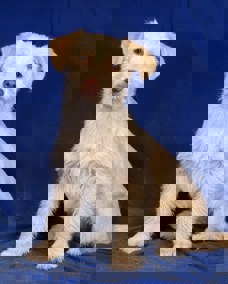 Bernie 1 (1)