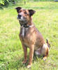 Fido 1