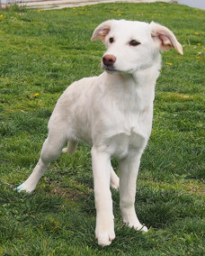 Odette 1