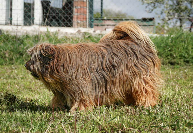 Molino 4
