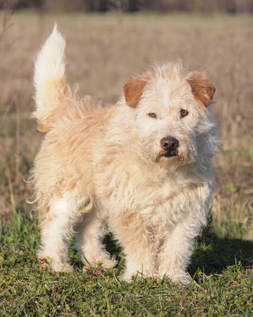 Toto 3