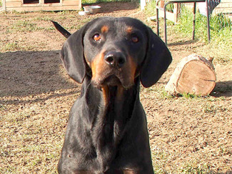 Baxter 3