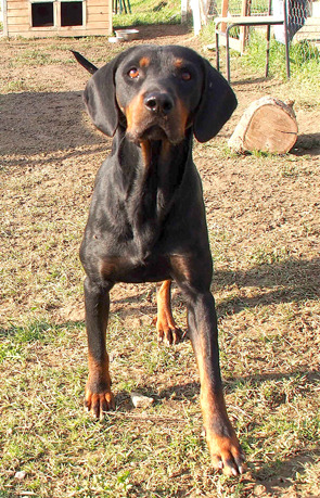 Baxter 3